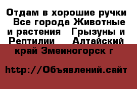 Отдам в хорошие ручки - Все города Животные и растения » Грызуны и Рептилии   . Алтайский край,Змеиногорск г.